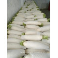 HIGH QUALITY WATER WASHED FRESH WHITE RADISH